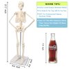 2024 Newest Design Human Skeleton Model for Anatomy,17.7“ High Scientific Anatomy Human Body Model,with Movable Arms and Legs Bones Structures,Whole Spine and Ribs of The Skeleton Model are Integrated