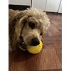 ‌Feed N' Fetch Interactive Treat Ball - Dog Feeder Ball, Teeth Cleaner - 2 Pack Multipurpose Dog Treat Dispenser Toy - Food Puzzle Ball for All Dog Breeds & Sizes - Natural Rubber Play Fetch Ball
