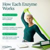 Potent Nattokinase 4000 FU Serrapeptase 240000 SPU Lumbrokinase 2000 FU Supplement - Proteolytic Enzymes Capsules for Energy Support, Digestion, Detox, Cognition & Gut Health for Men & Women
