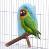 Filhome Comfort Corner Fleece Bird Blanket Parrot Cage Snuggle Hut Warm Bird Nest House Bed Hanging Hammock Toy for Parakeet Cockatiel Pigeon Small Animals Shelter Plush Bedding(Blue/M)
