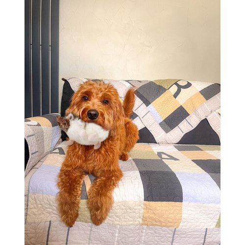 FONBALLOON PARTY Hedgehog Dog Toy, Squeaky Puppy Toys for Small Medium Dogs, Dog