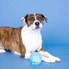 Fringe Studio "Having A Ball Blue Rubber Dog Toy, Pet Shop Collection (518021)