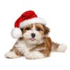 2Pcs Mini Dog Santa Hat for Dog Christmas Hat, Christmas Party Dressup(Red)