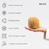 Naroa Exfoliating Natural Sponge for Bathing | Bath Sea Sponge for Healthy Skin | Unbleached Shower Body Scrubber Puff | Eco Friendly Plastic Free Sponge (Exfoliate - Small)