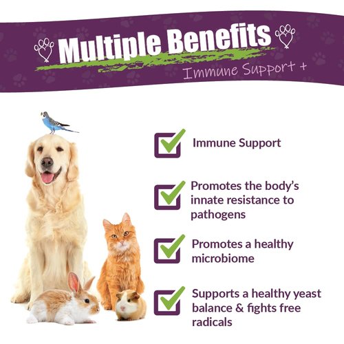 Amber NaturalZ Vibactra Plus Herbal Supplement for Dogs, Cats, Birds, Guinea Pigs, and Rabbits | Herbs for Immune Health and Yeast Balance | 1 Fluid Ounce Glass Bottle | Manufactured in The USA