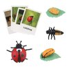 Montessori Life Cycle Animal Figures with Flash Cards, Realistic Animal Figurines Toy, Animal Match Set with Butterfly Frog Ladybug, Educational Matching Game for 3+ year old Toddlers Kids (Ladybug)