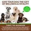 Turkey Tail Mushroom for Dogs, Mushroom Blend, Turmeric & Probiotic for Immune, Digestive & Joint Support, Turkey Tail for Dogs, 60ml