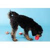 Fringe Studio Plush Dog Toy Set, Apples of My Eye, 3 Piece Set, Pet Shop Collection (662044)