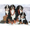 Bernese Mountain Dog Christmas Cards Entire Family : 10 Holiday Cards with Envelopes