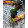 HEUHAI 10-Pack Bird Toys for Conures, Budgies, Parakeets, Cockatiels, and Lovebirds - Colorful Foraging Toys with Bells, Sturdy Hard Plastic & Natural Rattan, Small Bird Cage Accessories