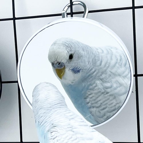 FlidRunest 2PCS Bird Mirror Toy for Cage, 10X Bird Parrot Interactive Playing Cage Toy with Hook, Parrot Toy Bird Cage Mirror for Cockatiel, Parakeets, Lovebirds, Finch, Canaries, Budgie