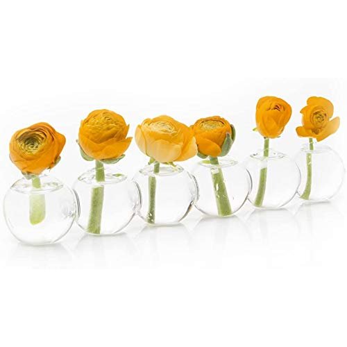 CHIVE ‘Caterpillar’ Bubble Bud Vase for Centerpieces — 6 Hole Multi Chamber Clear Glass Flower Vase for Short Flowers — Small, 10.25” Long (Set of 6)