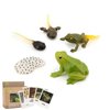 Generic Frog Life Cycle Models Tadpole to Frog Kit Frog with 5 Instruction Cards, Frog Growth Cycle Model, Realistic Frog Growth Life Cycle Figurines for Kid, Insect Themed Party Favors