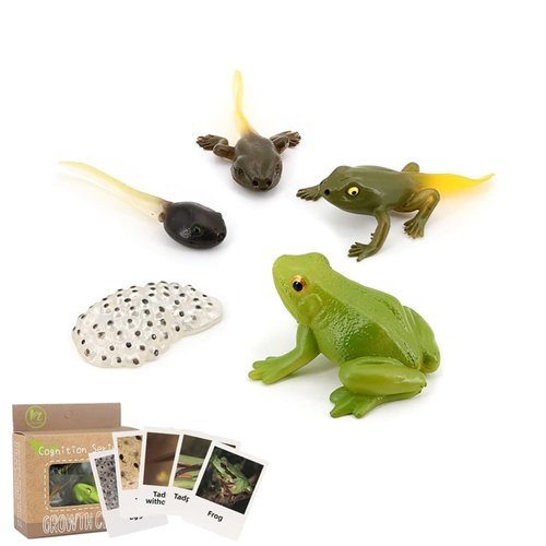 Generic Frog Life Cycle Models Tadpole to Frog Kit Frog with 5 Instruction Cards, Frog Growth Cycle Model, Realistic Frog Growth Life Cycle Figurines for Kid, Insect Themed Party Favors