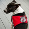 "Registered Service Dog" Sew On Patch - Includes Five Service Dog Law Handout Cards – for Service Dog Vest or Harness