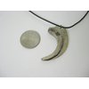 Mid-Land Scientific Sauronitholestes Dinosaur Claw Pendant Necklace (344-5)