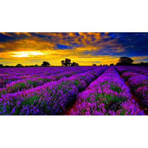 Kalliston, Sensitive and Dry Skin Soap Collection, Made in Ancient Crete, Greece, Pack of 3 with Soap Dish (Lavender)