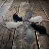 Halloluck 6 Piece Halloween Fake Rat Simulation PVC Mouse Novelty Prop Halloween Decorations