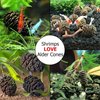 SunGrow Alder Cones for Shrimps, Water Conditioner for Freshwater Shrimp Tanks, Aquarium Decorations & Accessories, 1”, 50 Cones per Pack