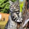 Travel Cat & Stray Cat Harness and Leash Set - Adjustable Fit Mesh Cat Harness and Reflective Strap - Comfort Escape Proof Harness for Cats, Kitten for Outdoor Walking, Hiking (Medium, Grey)