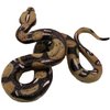 Higherbros Snake Toys Scary Prank Boa Constrictor Python Animal Figures Gag Gifts Halloween Decorations for Children's Animal Figurines Toys for Home and Garden Decorating