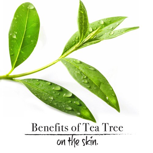 Tea Tree Mint Moisturizing Body Wash