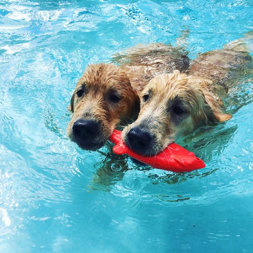Ruff Dawg Flying Fish - The Ultimate Tough Dog Toy - Made in the USA with Lifetime Guarantee - Assorted Neon Colors for Easy Visibility