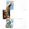 The Best Card Company - 10 Mixed Set Horse Note Cards Blank (4 x 5.12 Inch) - Wildlife, Animal Assorted Boxed Bulk Pack - Horses | Magnificent Manes M4601OCB-B1x10