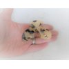 Brown and beige marbled arc hair claw clip