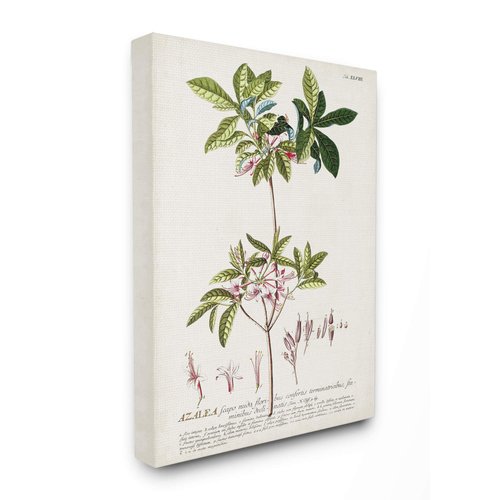Stupell Industries Botanical Plant Illustration Pink Flowers Vintage Canvas Wall Art, 16 x 20, Design by Artist Unknown