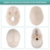 Skillssist Numbered Human Skull Model - Life Size Medical Quality Anatomical Model with 3 Parts and Painted Sutures - Ideal for Medical Students and Science Education
