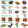 20 PCS Insect Animal Life Cycle Model Figure Plant Spider Bee Butterfly Figurines Ornament Cake Toppers Party Favors Supplies Cognitive Toy for Boys Girls Kids