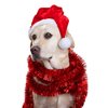 2Pcs Mini Dog Santa Hat for Dog Christmas Hat, Christmas Party Dressup(Red)