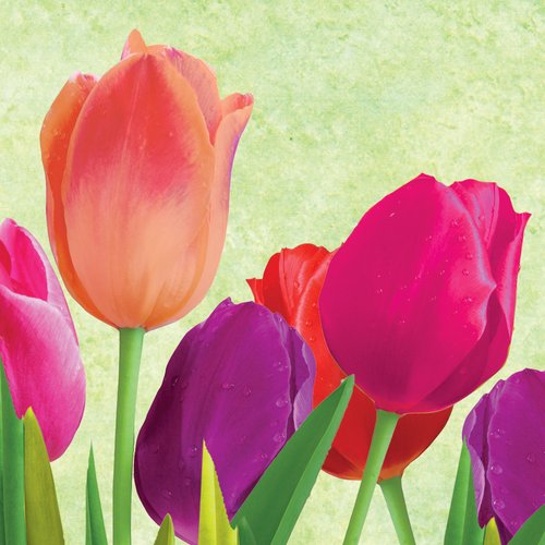 Creative Converting 16 Count Paper Spring in Bloom Beverage Napkins, Pink/Coral/Purple/Green