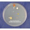 Nutrient Agar Kit, Includes Nutrient Agar Dehydrated, 10 Sterile Petri Dishes with Lids & 10 Sterile Cotton Swabs