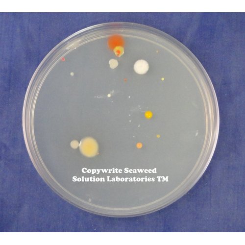 Nutrient Agar Kit, Includes Nutrient Agar Dehydrated, 10 Sterile Petri Dishes with Lids & 10 Sterile Cotton Swabs