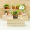 Dollhouse Decoration Plant Pots Miniature Green Potted Miniature Bonsai Model Dollhouse Accessories Decor,1 12 Scale Doll House Miniature Plant Model (4 Different Green Plant)