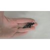 Generic Smaller black metal black crystal gothic hair pin alligator clip