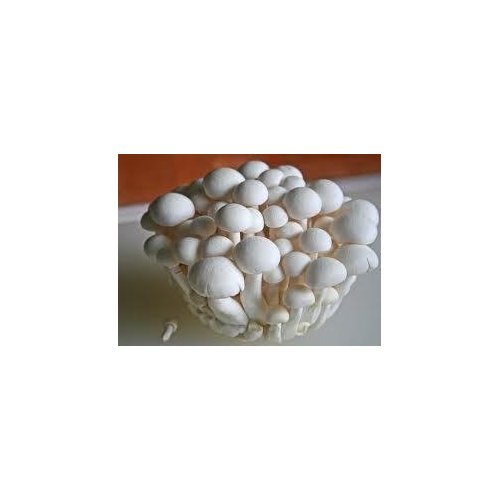 Malt Extract Agar (MEA) 5, 100 Millimeter Plates - Sterile