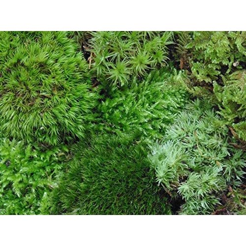 Tin Roof Treasure Live Terrarium Moss Assortment