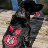 "Registered Service Dog" Sew On Patch - Includes Five Service Dog Law Handout Cards – for Service Dog Vest or Harness