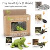 Generic Frog Life Cycle Models Tadpole to Frog Kit Frog with 5 Instruction Cards, Frog Growth Cycle Model, Realistic Frog Growth Life Cycle Figurines for Kid, Insect Themed Party Favors