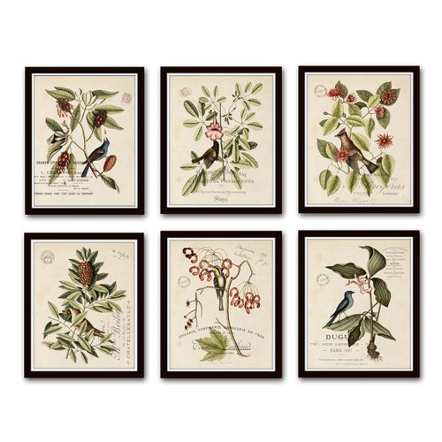 Vintage Bird and Botanical Print Set No. 2 Set of 6 Giclee Fine Art Prints - Unframed - Nature Decor, Vintage Prints, Nature Wall Decor, Bird Art, Vintage Art Prints, Vintage Bird Prints, Wall Art Nat