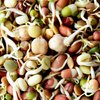 Todd’s Seeds - Protein Bean Sprouting Seed Mix - Green Pea - Mung Bean - Adzuki - Garbanzo - One Pound - Non GMO