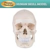 Skillssist Numbered Human Skull Model - Life Size Medical Quality Anatomical Model with 3 Parts and Painted Sutures - Ideal for Medical Students and Science Education