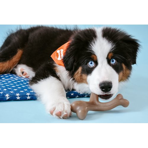 Nylabone Dog, Puppy Gourmet Style Strong Chew Toy Wishbone Peanut Butter Small/Regular (1 Count)