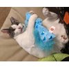 SPOT Hug'n Kick Shimmer Glimmer Cat Toy with Catnip Assorted Figures