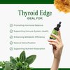 Go Nutrients Thyroid Edge – Thyroid Support for Women & Men - Natural Herbal Blend Supplement Rich in Iodine for Energy & Enhanced Wellness - High Absorbing Liquid Drops, 2oz Bottle
