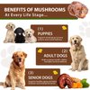 Turkey Tail Mushroom for Dogs, Mushroom Blend, Turmeric & Probiotic for Immune, Digestive & Joint Support, Turkey Tail for Dogs, 60ml