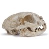 Hosfairy Halloween Resin Cat Skull Skeleton Model Figurine Animal Scary Skeleton Props for Home Décor Aquarium Fish Tank Landscape Collectible Teaching Prop